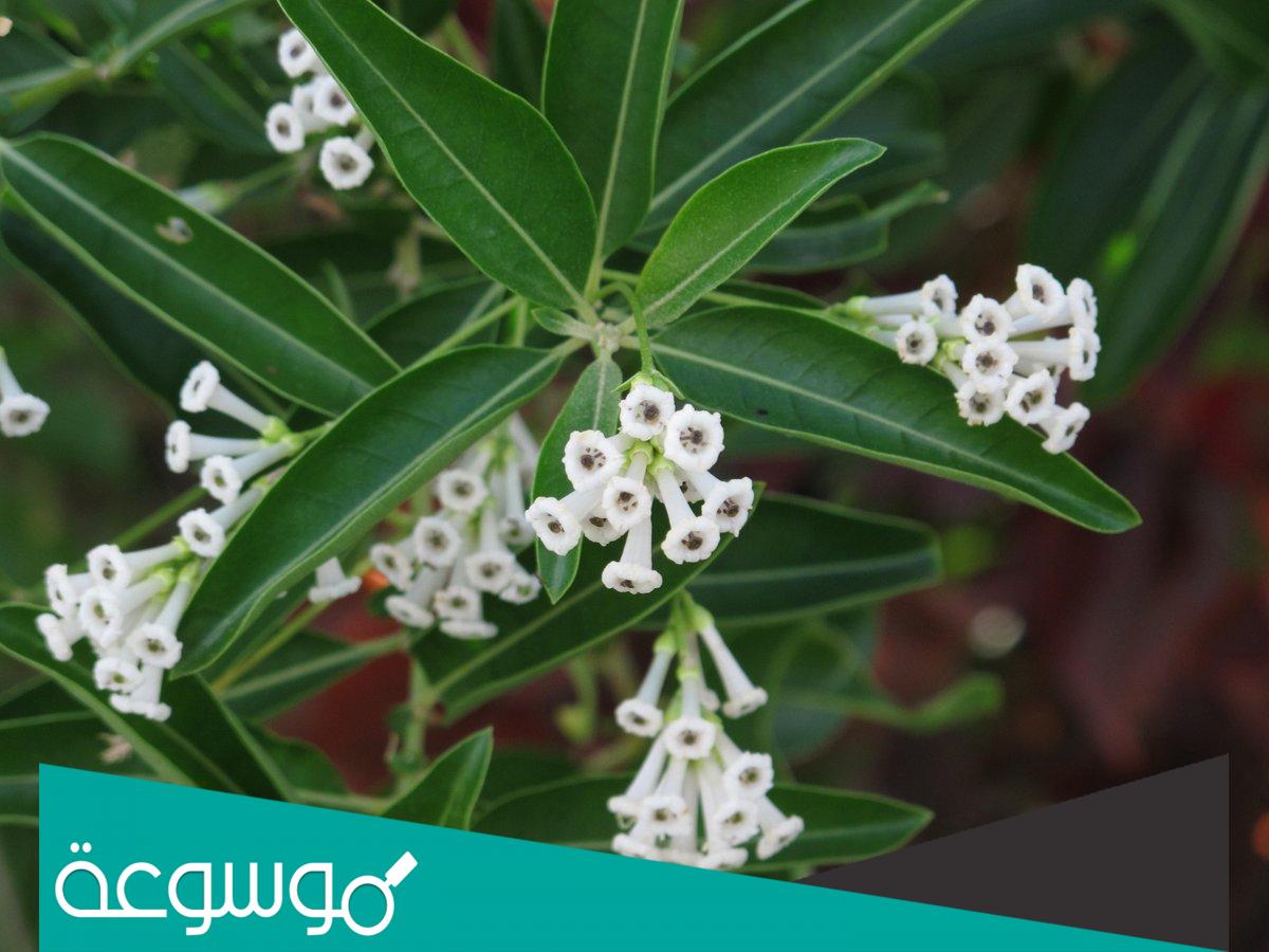 مسك الليل الخصائص والإستخدامات والمخاطر