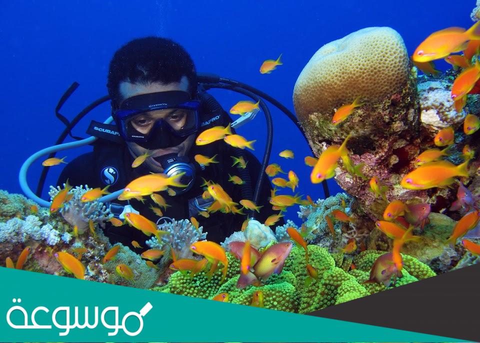 مشروع استزراع المرجان للحفاظ على البيئة البحرية بالكويت