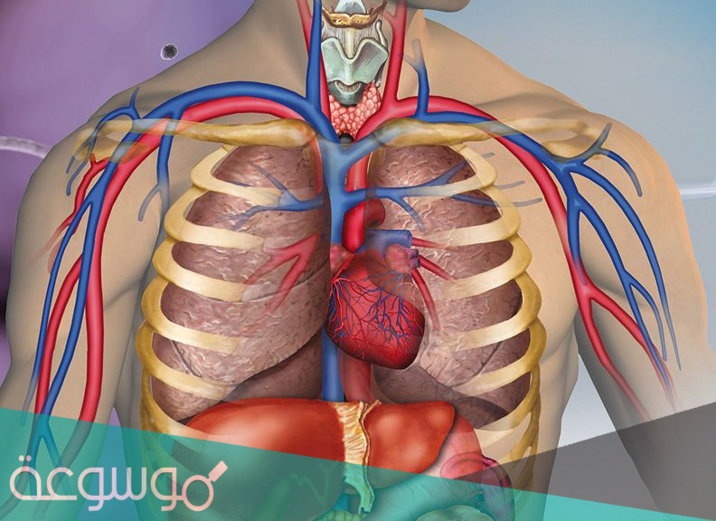 مصطلحات تشريح جسم الانسان