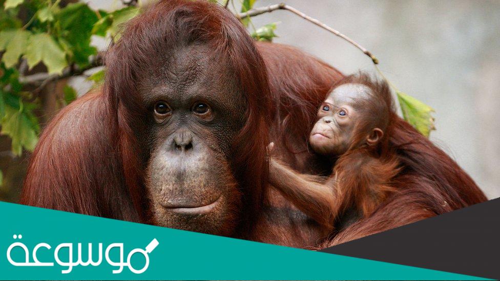 معلومات عن إنسان الغاب