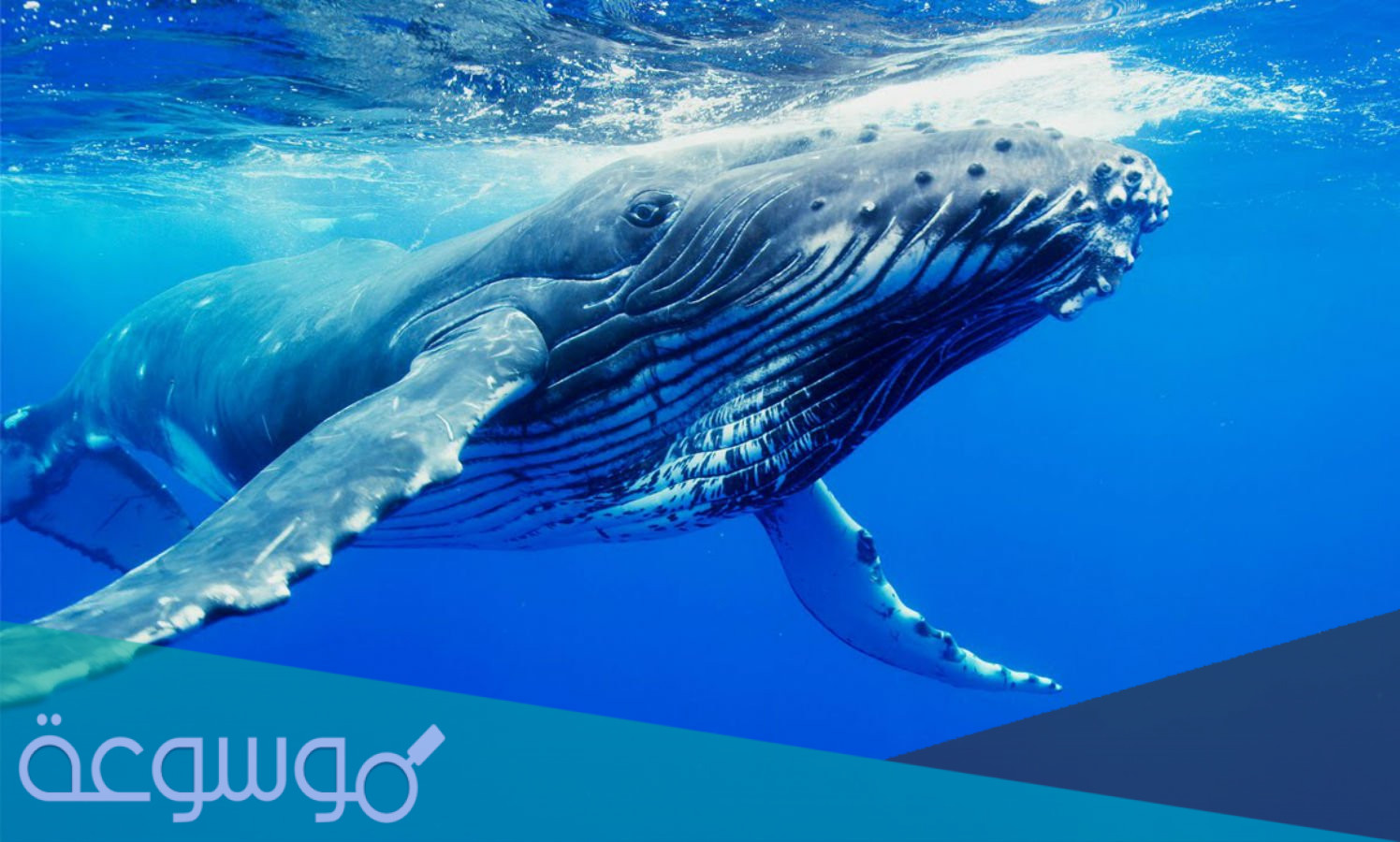 معلومات عن الحوت الأزرق