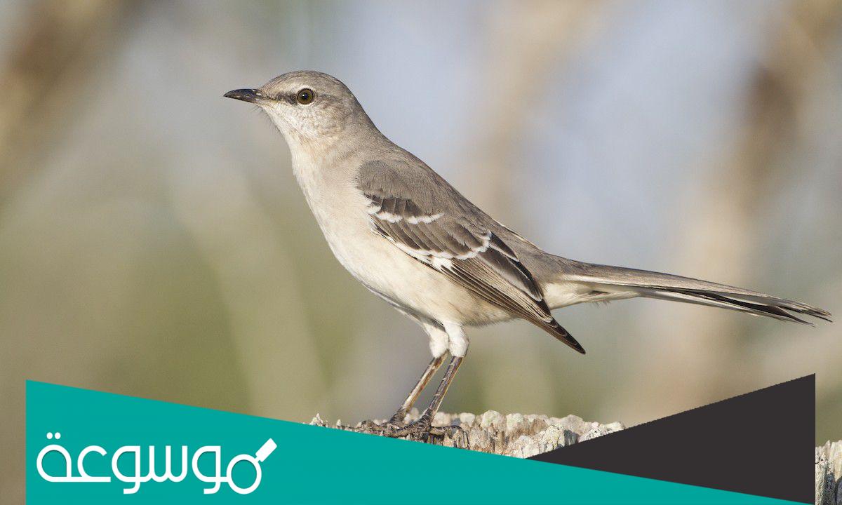 معلومات عن الطائر المقلد الشمالي