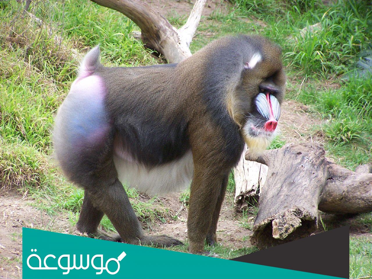 معلومات عن القرد ميمون