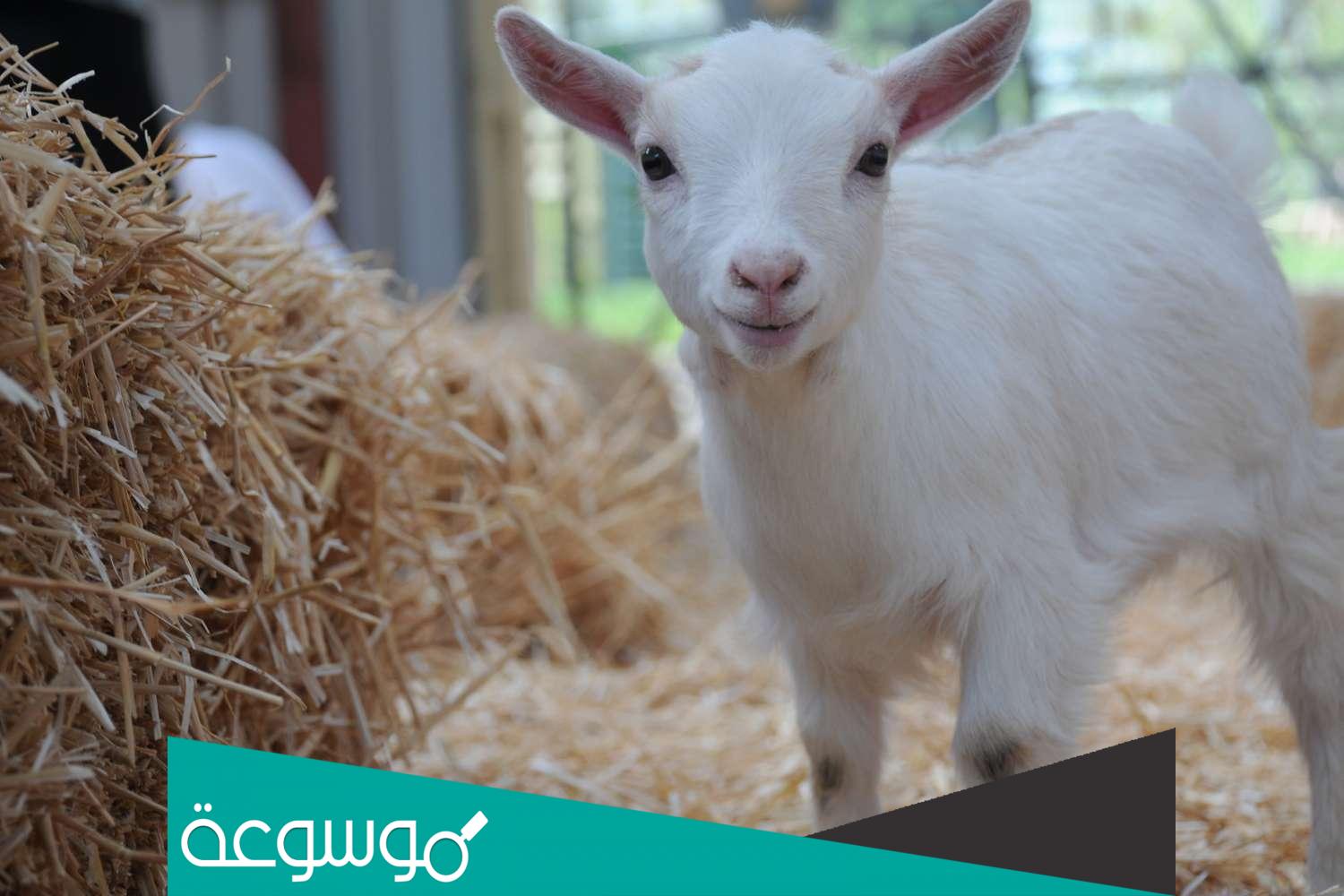 معلومات عن الماعز القزم