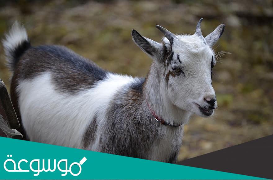 معلومات عن الماعز القزم