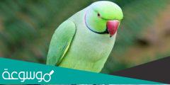معلومات عن ببغاء الدرة
