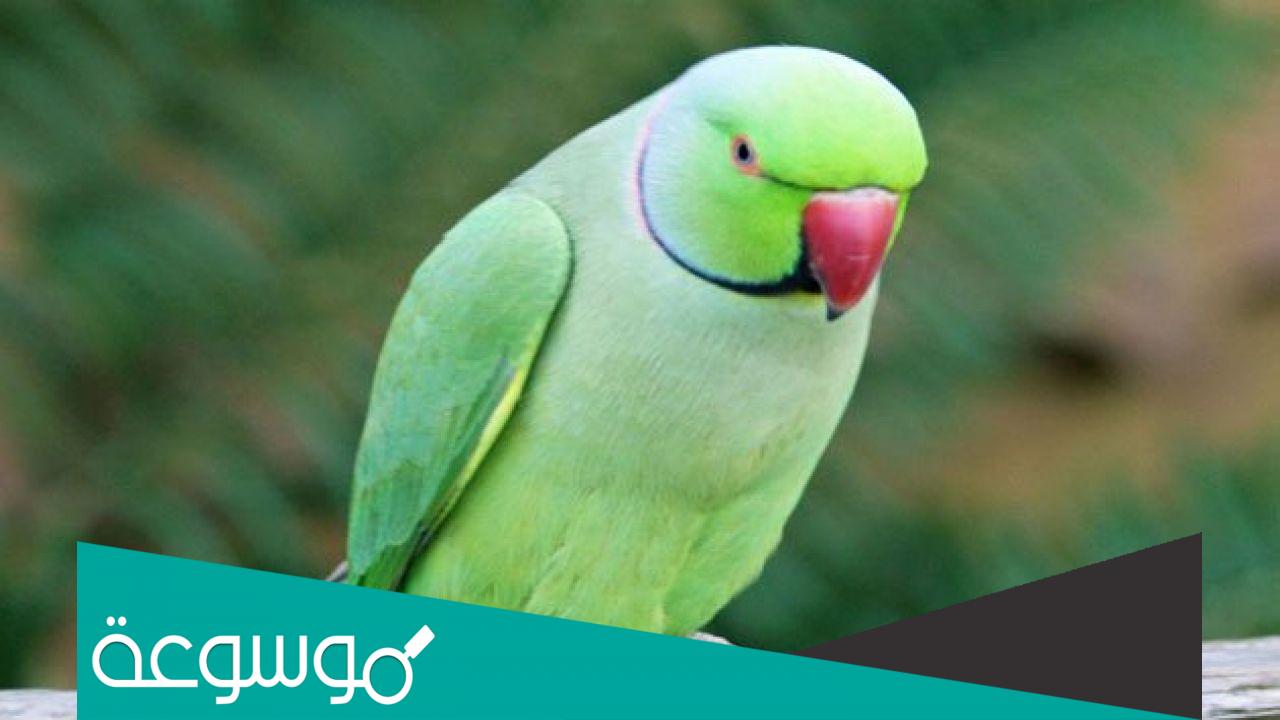 معلومات عن ببغاء الدرة