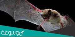 معلومات عن تكاثر الخفافيش