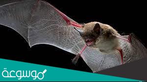 معلومات عن تكاثر الخفافيش