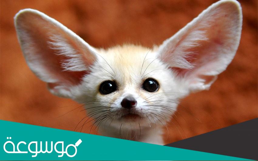 معلومات عن ثعلب الفنك