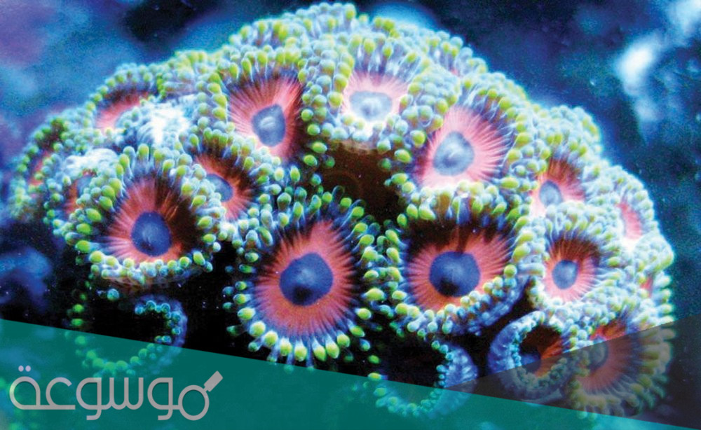 معلومات عن حيوان المرجان البحري