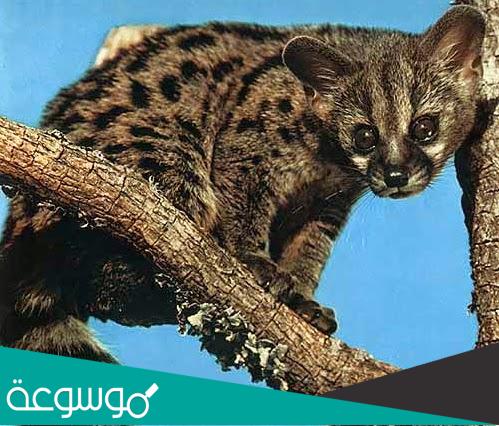 معلومات عن زباد النخيل الأفريقي