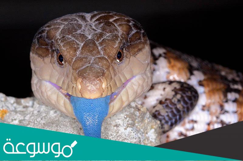 معلومات عن سحلية اللسان الأزرق