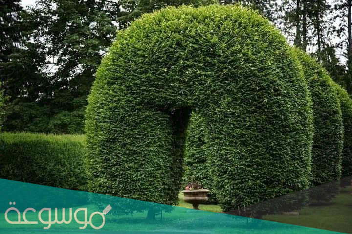 معلومات عن شجرة الديدونيا