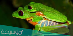 معلومات عن ضفدع الشجر أحمر العينين