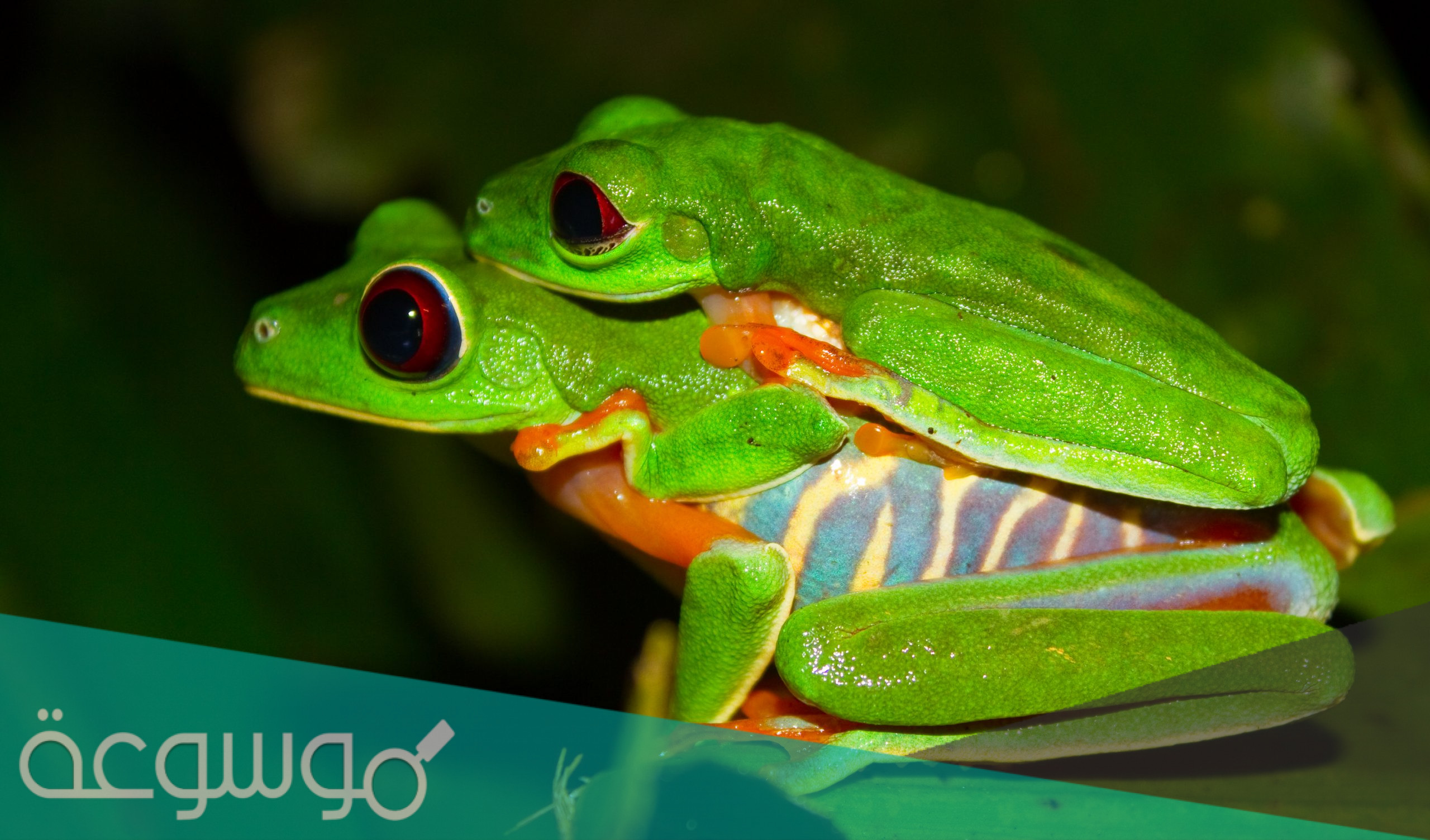 معلومات عن ضفدع الشجر أحمر العينين