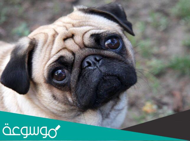 معلومات عن كلب البج