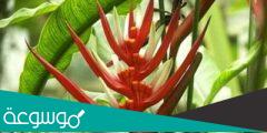معلومات مثيرة حول نبات الهيليكونيا النادر
