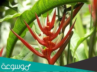 معلومات مثيرة حول نبات الهيليكونيا النادر