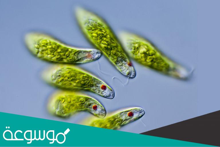 معلومات وحقائق عن نبات اليوجلينا