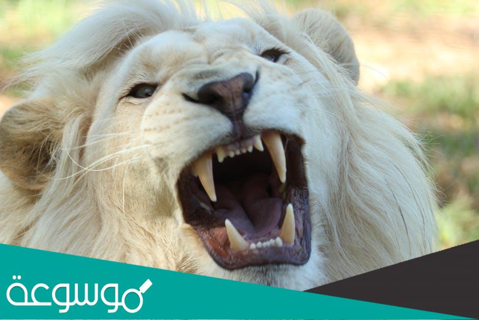 مقارنة بين اسنان اكلات اللحوم واسنان اكلات الاعشاب