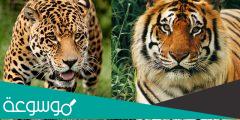 مقارنة بين النمر و الفهد