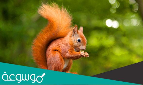 مقارنة بين مهارات السناجب الرمادية والسناجب الحمراء