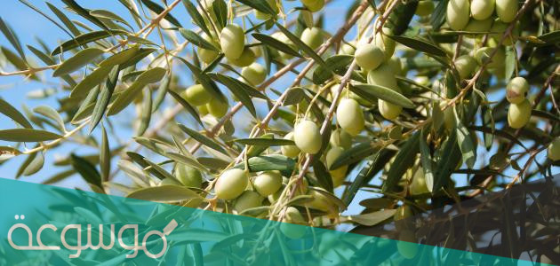 مقالة عن الاهمية الاقتصادية والغذائية والبيئية لشجر الزيتون