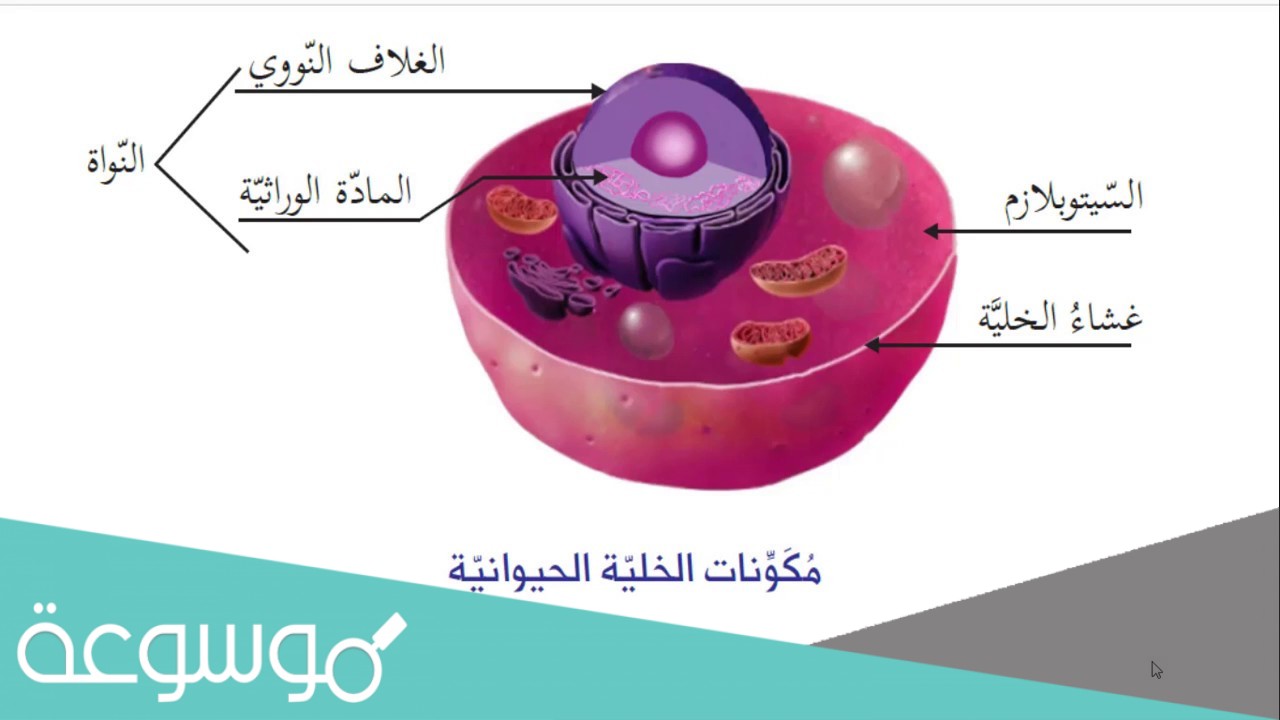 من النظرية الاساسية للخلية هي