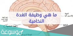 هرمونات الغدة النخامية ووظائفها 