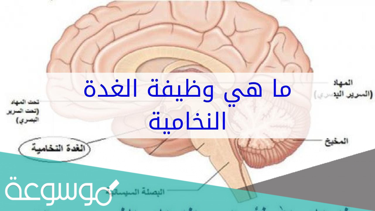 هرمونات الغدة النخامية ووظائفها 
