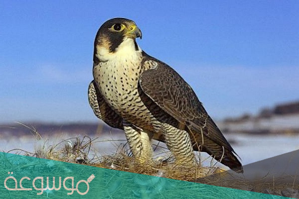 هل الصقر له عمود فقري