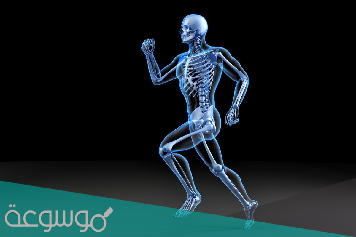 هل تتكون جميع الهياكل من العظام