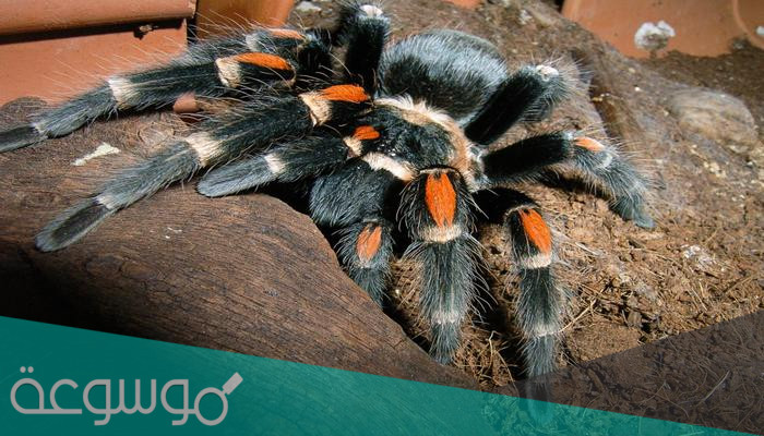 هل عنكبوت الرتيلاء قاتل