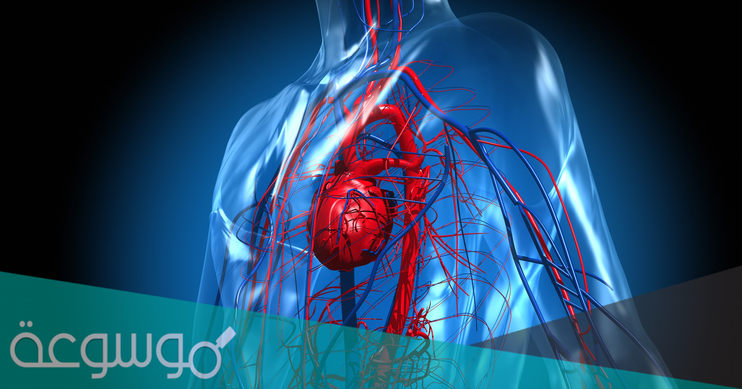 وظيفة الأذينين والبطينين في القلب