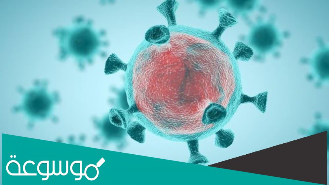 وظيفة الاجسام المحللة