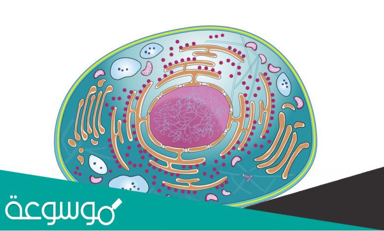 وظيفة الشبكة الاندوبلازمية