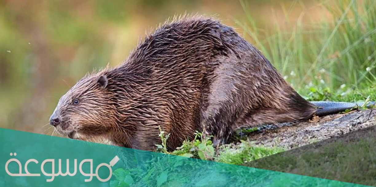 ما هو حيوان القندس