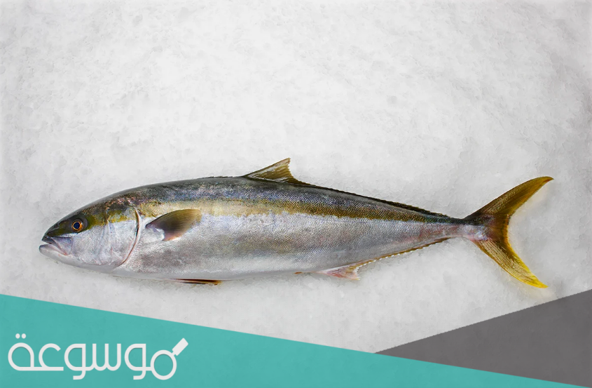 معلومات عن سمك الكنعد وأهم فوائده