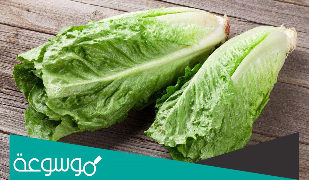 تفسير رؤية إعطاء الخس في المنام حسب تفسير ابن سيرين