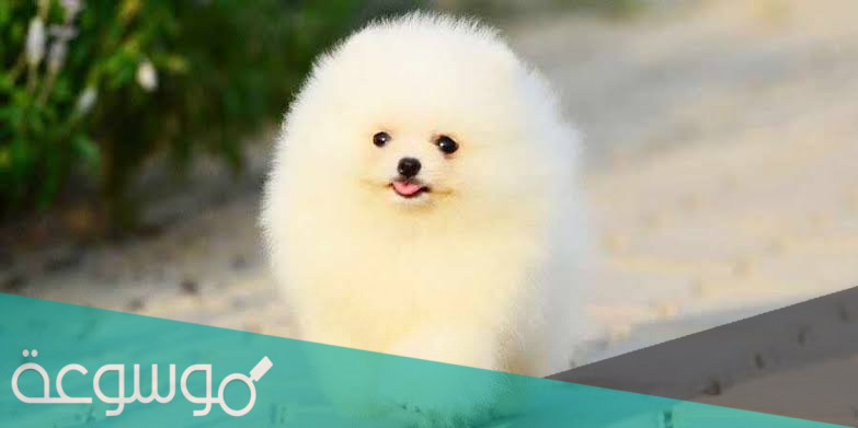 ما هو اسم اصغر كلب في العالم