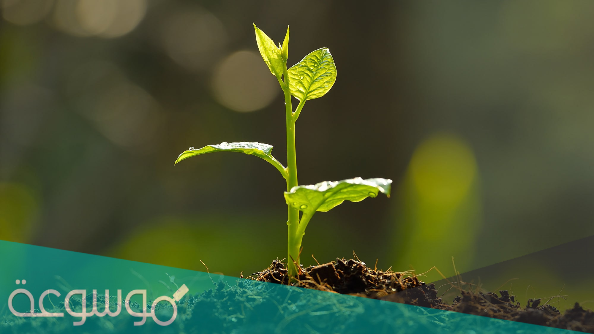 يتم في النبات عمليتي البناء الضوئي والتنفس وهما متعاكستان تقريبًا.