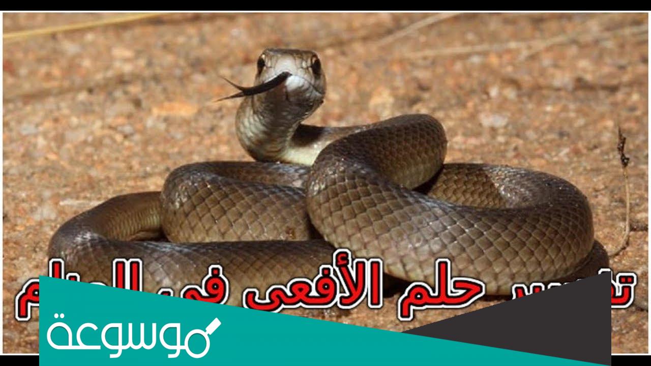 تفسير رؤيا الحية في المنام