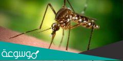 ما هي الحشرة التي تعيش فوق ظهر البعوضة