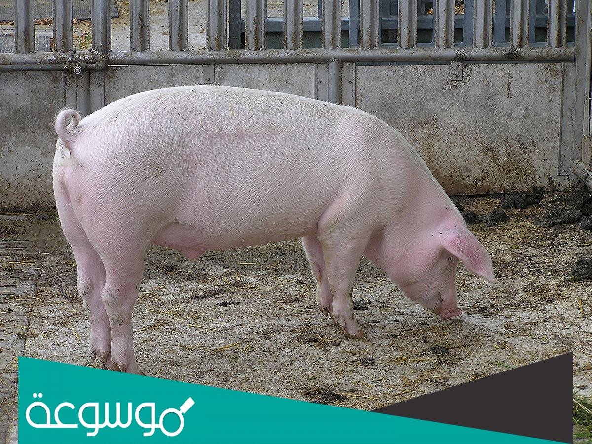 تفسير رؤية الخنزير في المنام حسب تفسير ابن سيرين والامام الصادق