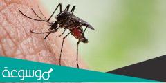 أشياء يجب أن تعرفها عن البعوض وكيف يختار ضحاياه