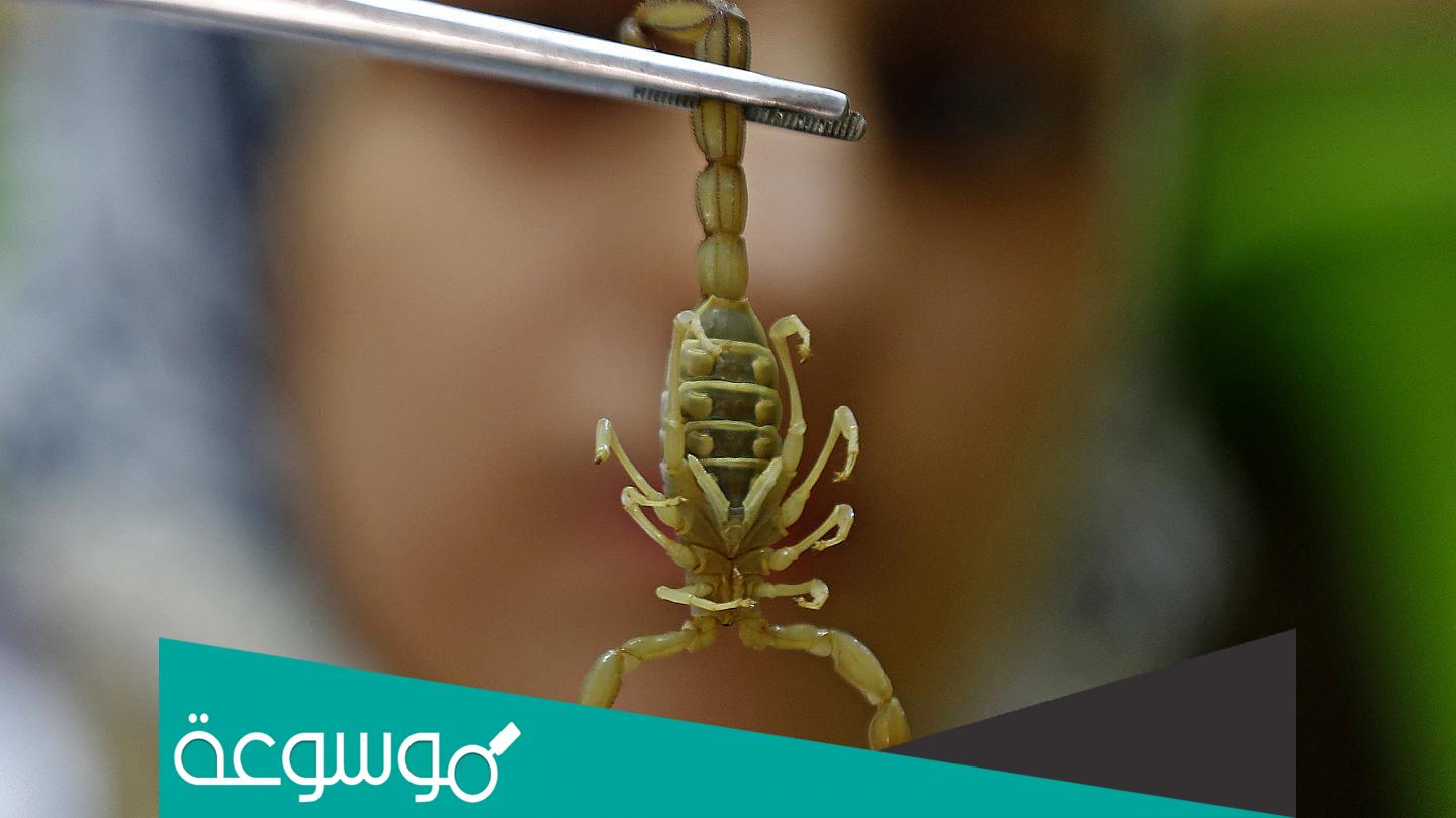 تفسير رؤية قتل العقرب في المنام حسب تفسير ابن سيرين