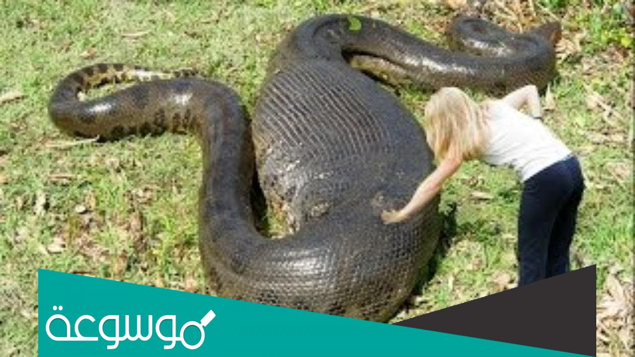تفسير رؤية الثعبان الكبير في المنام بالتفصيل حسب تفسير ابن سيرين