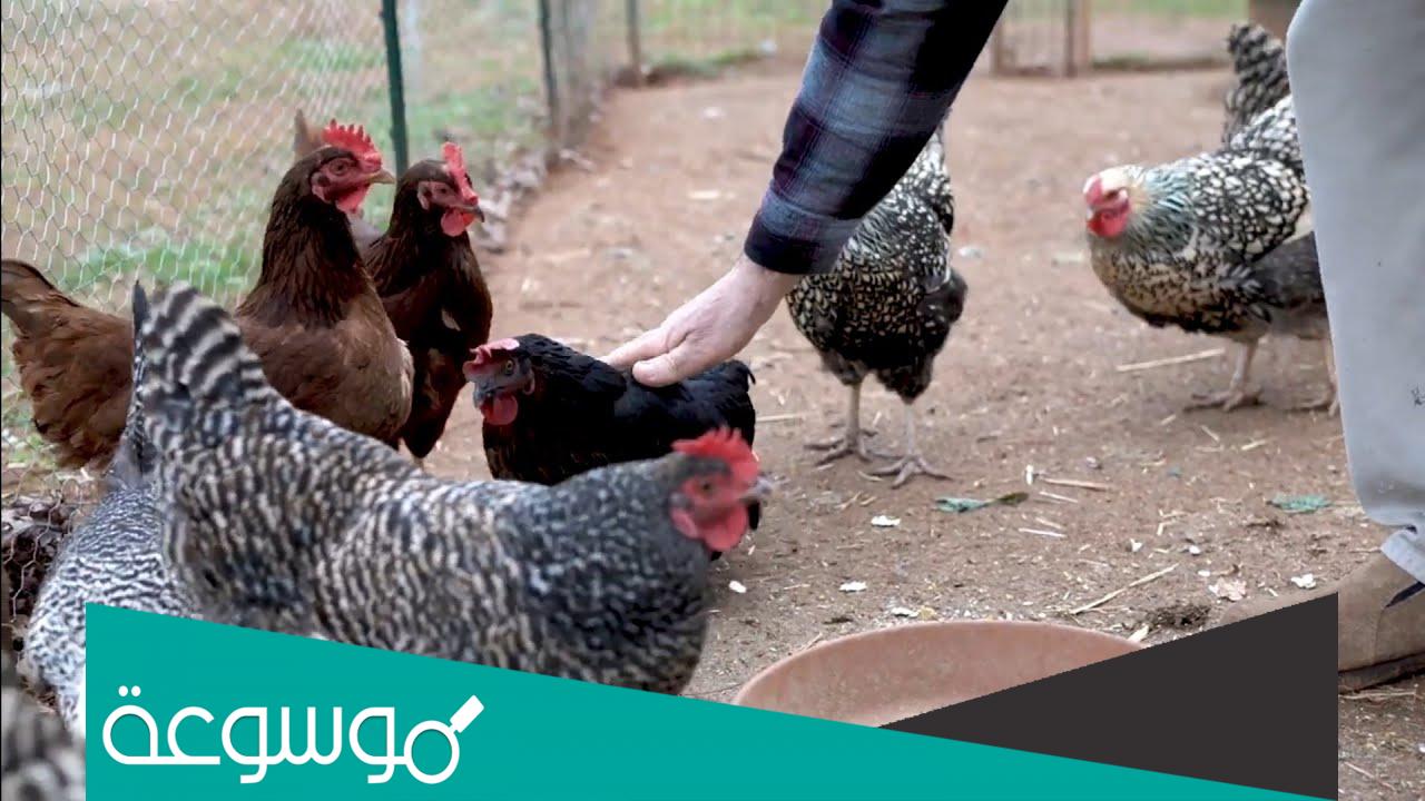 تفسير اكل الدجاج في المنام للعزباء لابن سيرين وابن شاهين والنابلسي ومعناه