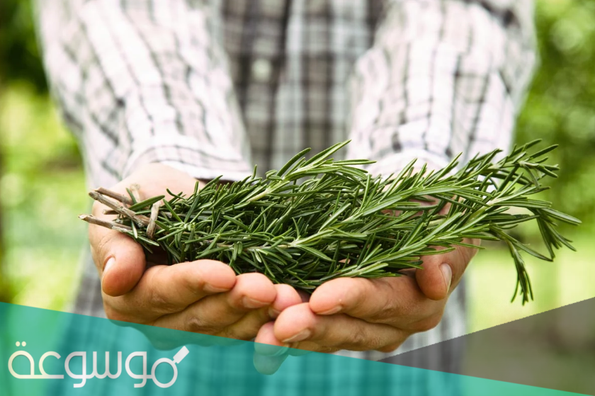 معلومات عن نبات عوسج